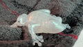 Pearl White Frog Figurine | Handmade Resin Home Decor